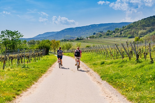 Tours de vin en Toscane